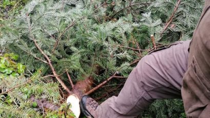 [AUDIO-FOTO] Peste 3.000 de pomi de Crăciun au dispărut de pe raza Ocolului Silvic Oţelu-Roşu