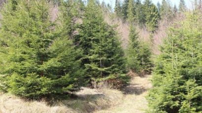 [AUDIO]Direcţia silvică din Caraş-Severin promovează regenerările naturale în fondul forestier din judeţ