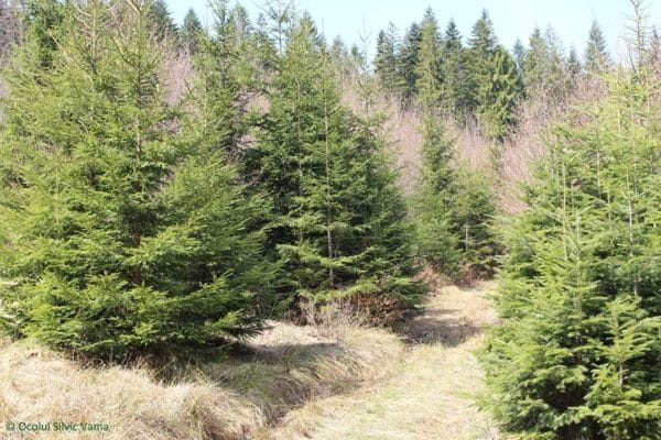 [AUDIO]Direcţia silvică din Caraş-Severin promovează regenerările naturale în fondul forestier din judeţ