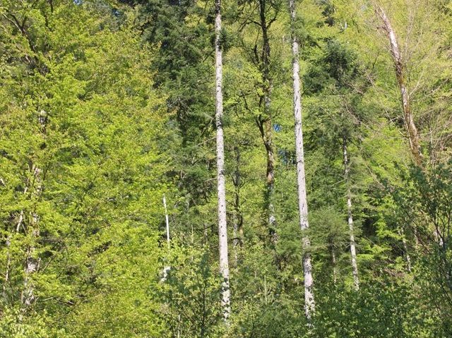 [AUDIO] Garda Forestieră Timişoara se implică în paza pădurilor din Timiş, Hunedoara şi Caraş-Severin
