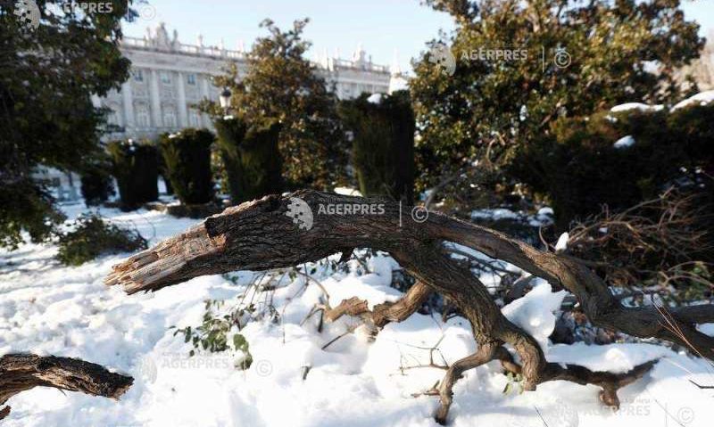 Autorităţile din Madrid vor tăia 80.000 de copaci avariaţi de furtuna de zăpadă Autorităţile din Madrid vor tăia 80.000 de copaci avariaţi de furtuna de zăpadă