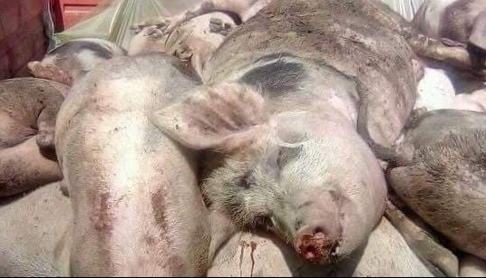 [AUDIO] Focar de pestă porcină africană în Banatul sârbesc, la 4 km de graniţa cu România