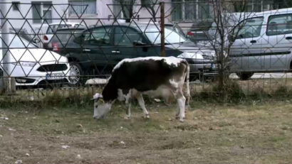Problema taurilor de pe străzile din Moldova Nouă, rezolvată, de principiu