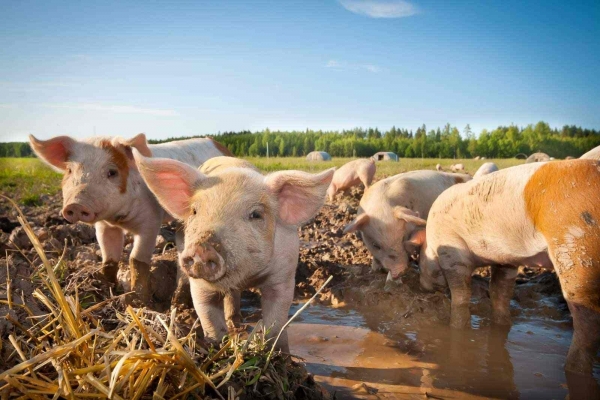 [AUDIO] Focarele de pestă porcină africană, în regres semnificativ în Caraş-Severin