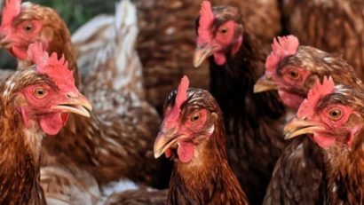 [AUDIO] Alertă epidemiologică în Caraş-Severin: Gripa aviară ameninţă judeţul!