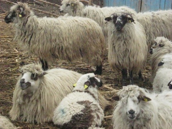 [AUDIO] Rasele româneşti de ovine pe cale de dispariţie din cauza subvenţiilor? Crescătorii de ovine din Banat merg înainte cu rasele autohtone