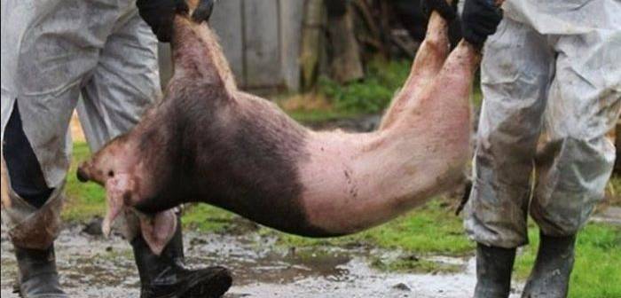 [AUDIO] Focar de pestă porcină africană la o fermă comercială din Gătaia. Sute de suine ucise, incinerate şi îngropate
