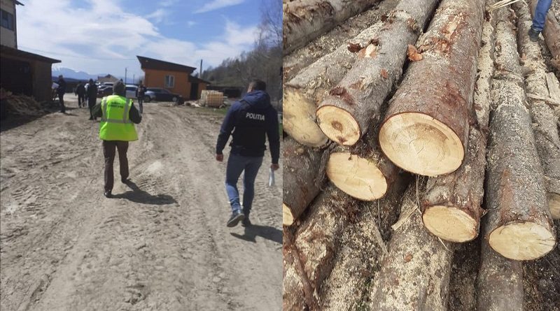 [AUDIO] Garda Forestieră Timișoara și IPJ pe urmele hoţilor de lemne