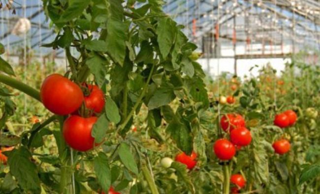 [FOTO-AUDIO]Legume proaspete până în iarnă în ferma unui cărăşean din Ticvaniu Mare. Acesta lucrează singur atât în câmp, cât şi în livadă, perpetuând soiurile clasice