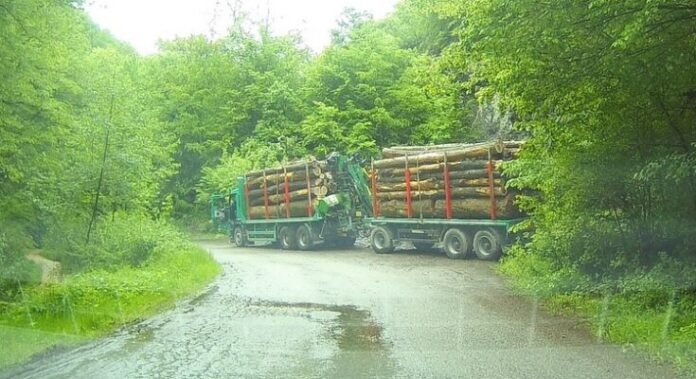 [AUDIO] Exploatări forestiere de corecţie în Valea Domanului