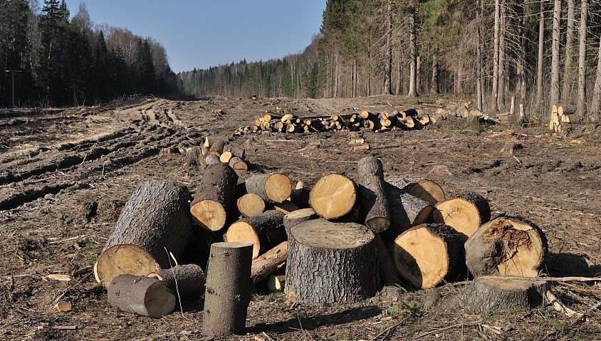 A fost înființată Garda Forestieră Națională A fost înființată Garda Forestieră Națională