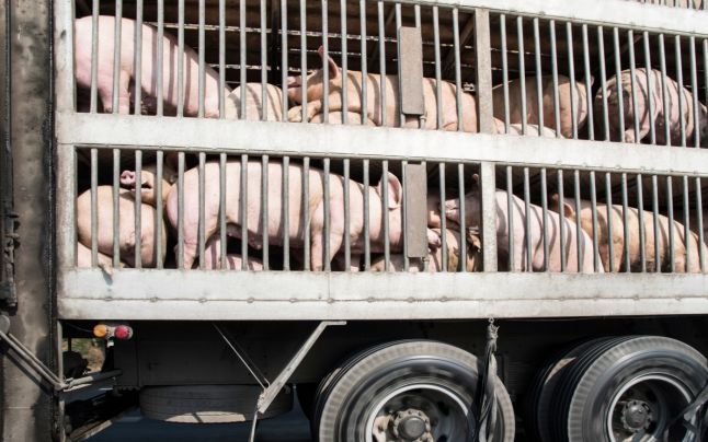 [AUDIO] Canicula suspendă temporar transporturile de animale