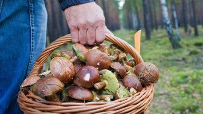 Fără autorizație, nu ai voie să culegi din pădure! Avertisment pentru amatorii de ciuperci și fructe de pădure
