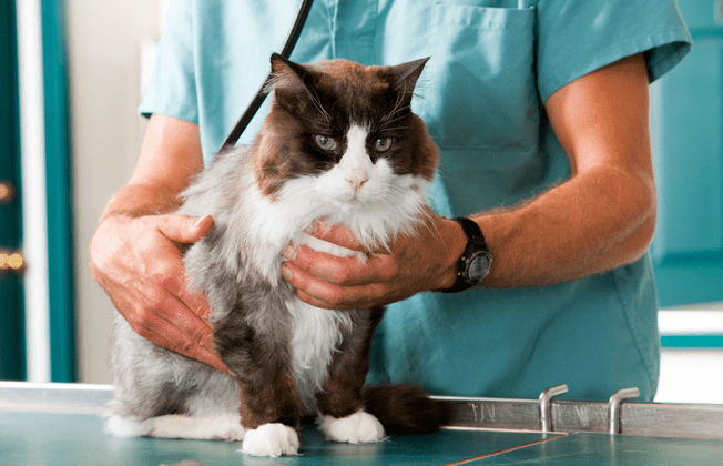 Servicii veterinare gratuite pentru animalele de companie ale refugiaţilor ucraineni Servicii veterinare gratuite pentru animalele de companie ale refugiaţilor ucraineni