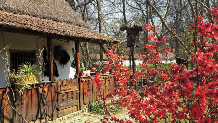 Timiş: Prima ediţie a festivalului multicultural Parcul Primăverii Timiş: Prima ediţie a festivalului multicultural Parcul Primăverii