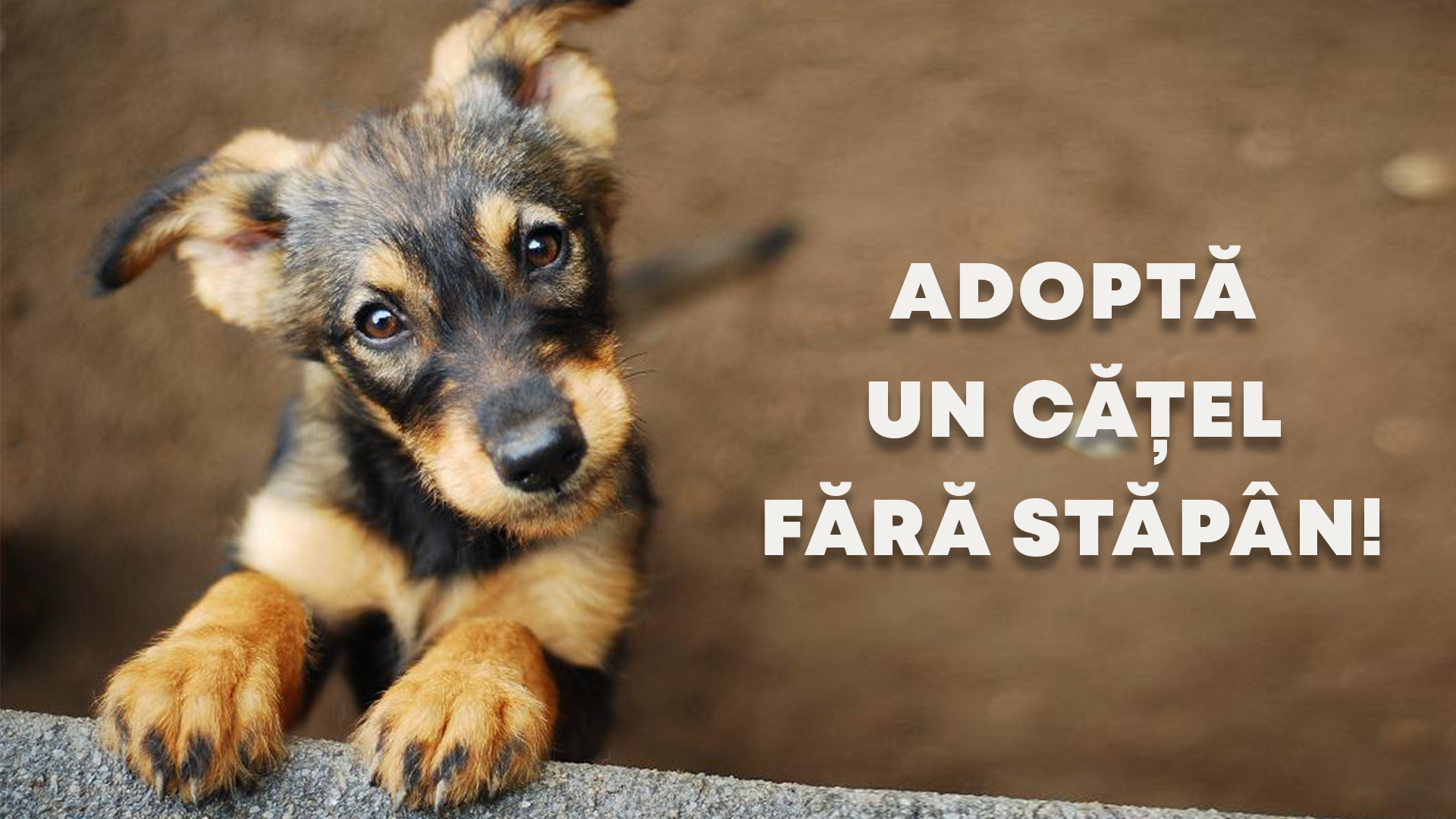 [AUDIO] ”Vrei să ajuți? Adoptă un cățel fără stăpân!”. Adăpostul public ...
