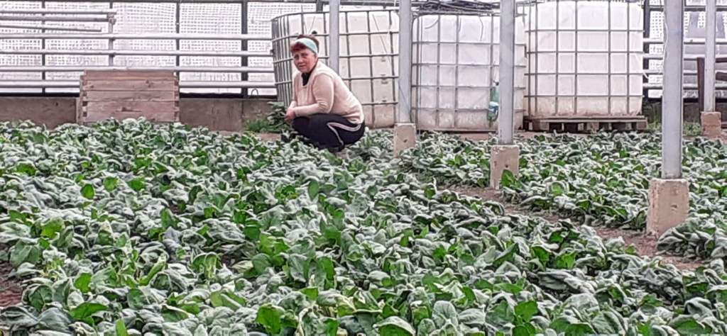 [AUDIO-FOTO] Terapie în solarul de legume la Căminul pentru persoane vârstnice din Reşiţa