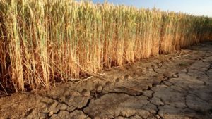 Secetă pedologică în aproape toată țara: ANM avertizează asupra efectelor grave asupra culturilor agricole