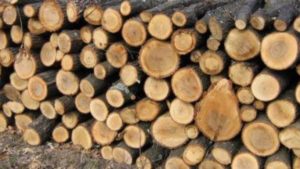 Primăria Copăcele începe primirea cererilor pentru acordarea lemnelor de foc pentru sezonul rece 2026–2027