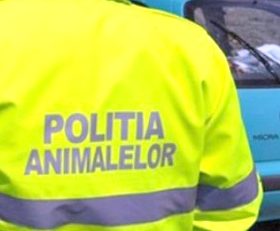 Amenzi în valoare de 14 mii de lei aplicate de Biroul pentru Protecția Animalelor Caraș Severin