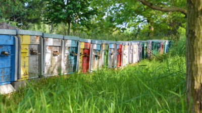 [AUDIO] Terapie cu aer de stup și zumzet de albine într-o localitate din Timiş 