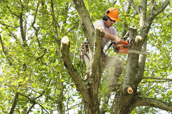 În Arad, primăria toaletează cu prioritate arborii cu risc ridicat de cădere În Arad, primăria toaletează cu prioritate arborii cu risc ridicat de cădere