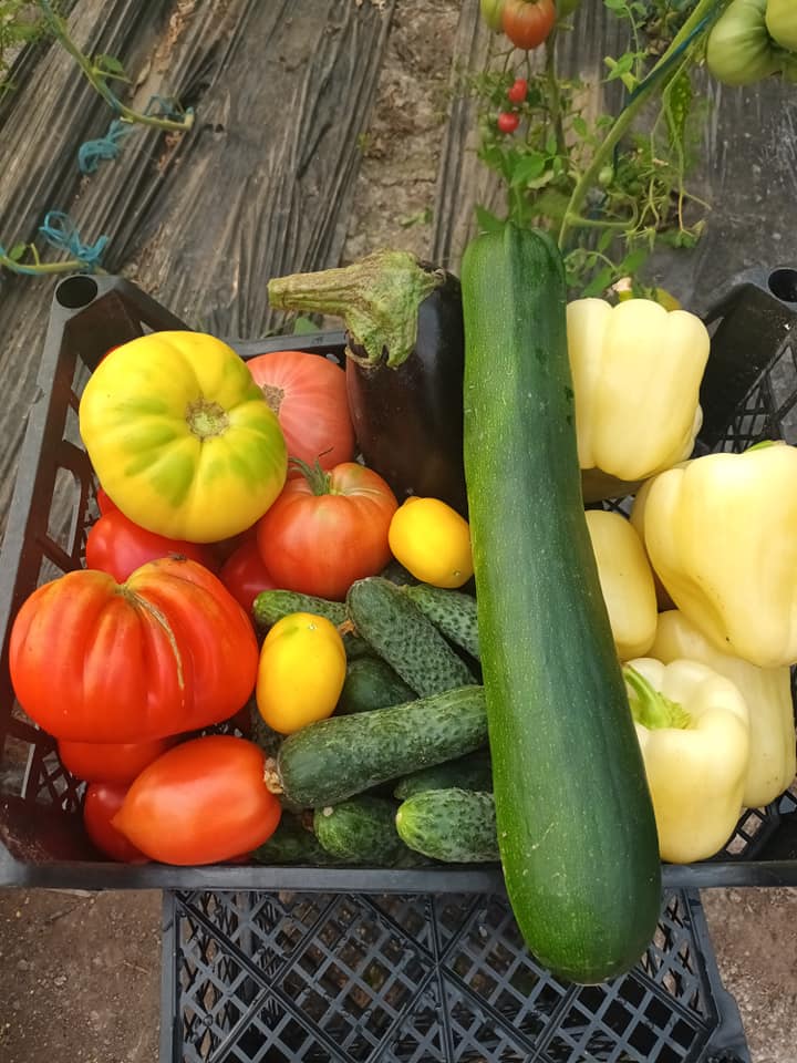 Lădiţa cu bunătăţi şi caserola colorată – cele mai noi invenţii ale unui legumicultor din Banat