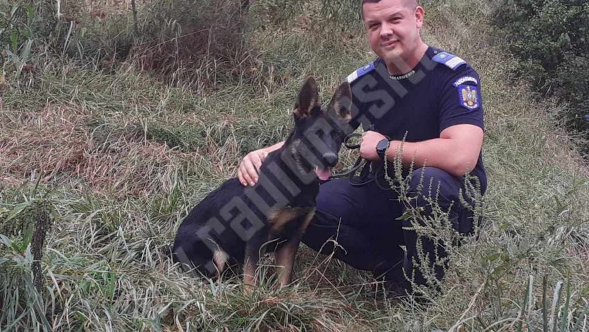 Plutonierul Marius Feier şi căţelul Tor formează împreună cea mai tânără echipă din cadrul Inspectoratului de Jandarmi Judeţean Caraş-Severin Plutonierul Marius Feier şi căţelul Tor formează împreună cea mai tânără echipă din cadrul Inspectoratului de Jandarmi Judeţean Caraş-Severin