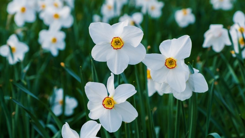 Sărbătoarea Narciselor la Zervești Sărbătoarea Narciselor la Zervești