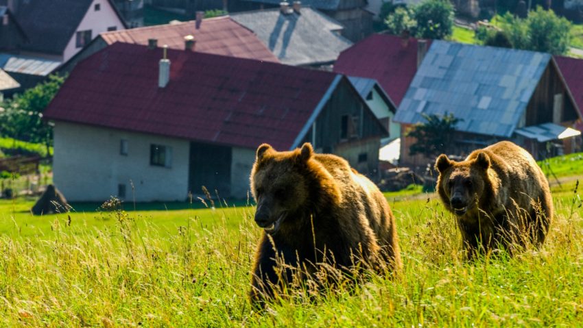 Cum să ne ferim de urși pe traseele montane? Experţii cinegetici recomandă Cum să ne ferim de urși pe traseele montane? Experţii cinegetici recomandă