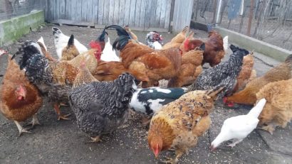 DSVSA Caraş-Severin: Plan de măsuri preventive privind protecţia păsărilor faţă de virusul aviar înalt patogen, activ în România