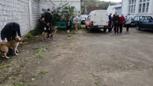 Campanie de sterilizări gratuite la Reșița: Peste 100 de câini şi pisici au fost sterilizate într-o singură zi