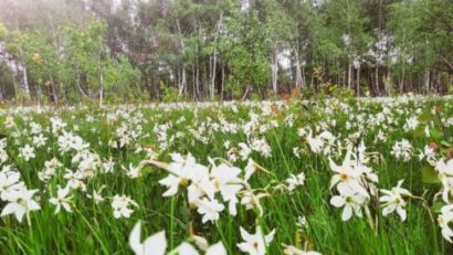 Sărbătoarea Narciselor 2025 de la Zervești: Tradiție, Natură și Bucurie în Inima Banatului Montan