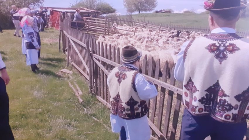 Serbare câmpenească tradițională la Nermed: Etnicii carașoveni marchează măsuratul oilor Serbare câmpenească tradițională la Nermed: Etnicii carașoveni marchează măsuratul oilor