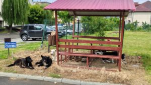 Oravița, sub asediul câinilor fără stăpân: Locuitorii din zona Gării trag un semnal de alarmă autorităţilor
