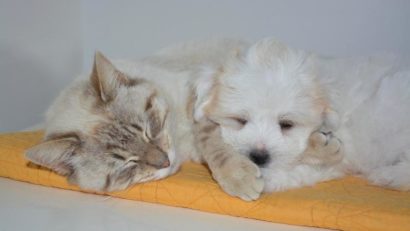 Timișoara construiește primul adăpost public modern pentru animale fără stăpân