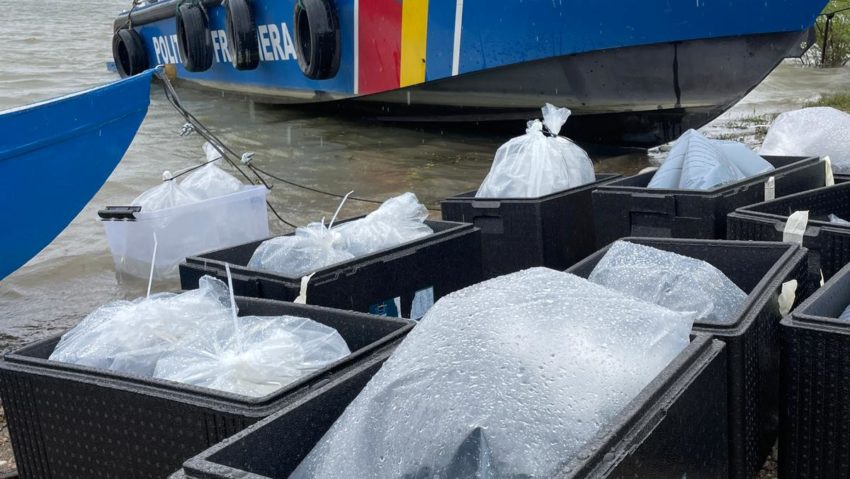 Repopulare cu sturioni pe Dunăre – 300.000 larve eliberate cu sprijinul Poliției de Frontieră Gîrla Mare Repopulare cu sturioni pe Dunăre – 300.000 larve eliberate cu sprijinul Poliției de Frontieră Gîrla Mare