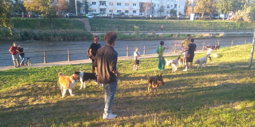 Târg de adopții canine în Parcul Rozelor din Timișoara Târg de adopții canine în Parcul Rozelor din Timișoara