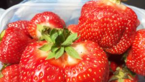 Primele căpșuni românești din câmp au apărut în piețe: aromate, proaspete și cultivate cu efort
