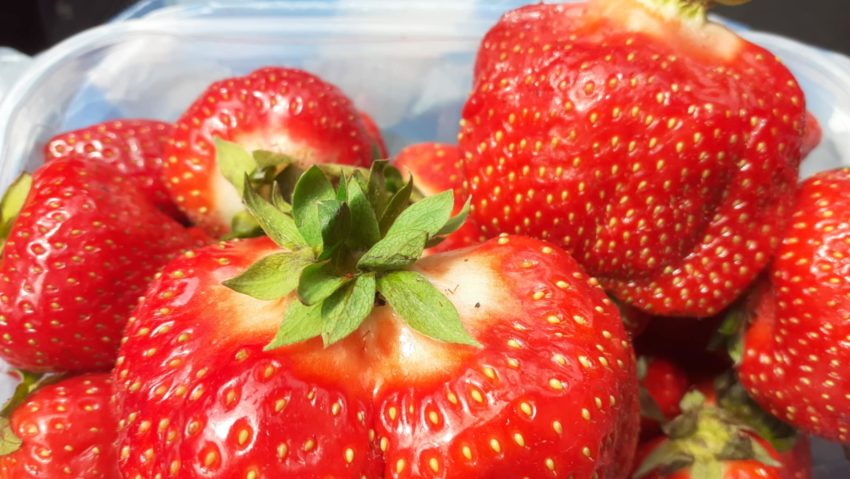 Primele căpșuni românești din câmp au apărut în piețe: aromate, proaspete și cultivate cu efort