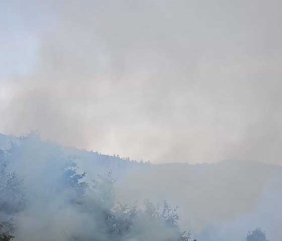 Incendiu forestier la Nădrag, județul Timiș Incendiu forestier la Nădrag, județul Timiș