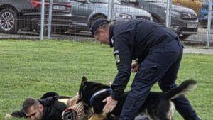 Câinele de serviciu Thor al IJJ Caraş-Severin a absolvit cu nota 10 cursul de patrulare și intervenție de la Centrul Chinologic Sibiu