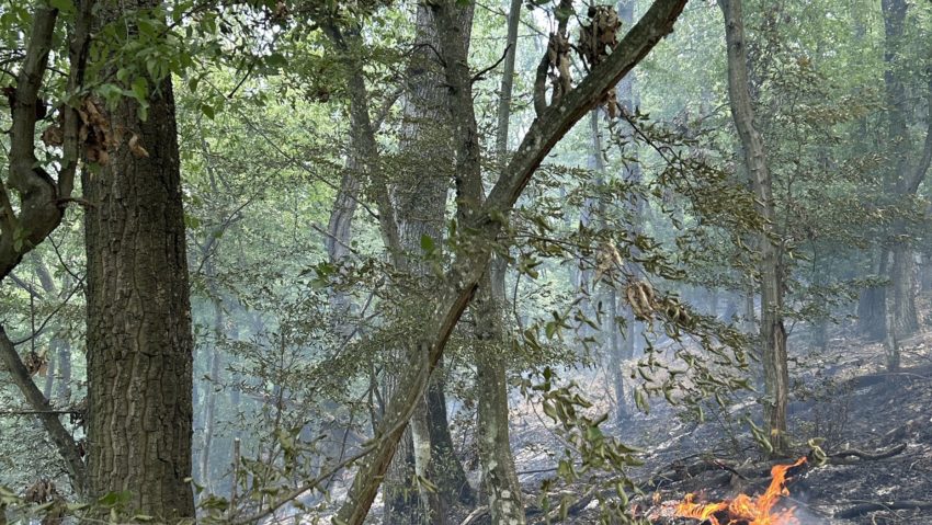 Intervenție aeriană la Berzasca: Incendiu într-o zonă protejată din Parcul Natural Porțile de Fier Intervenție aeriană la Berzasca: Incendiu într-o zonă protejată din Parcul Natural Porțile de Fier