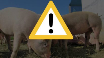 Măsuri stricte impuse de DSVSA Caraș-Severin după confirmarea unui focar de pestă porcină africană la o fermă din Berzovia