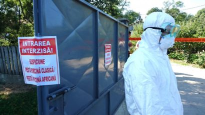 Pestă porcină africană în Berzovia: zone de protecție și supraveghere instituite de DSVSA Caraș-Severin