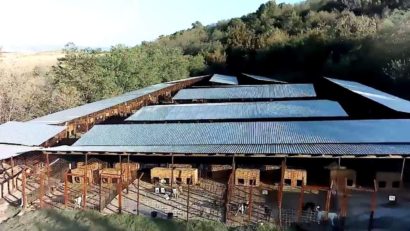 Padocul din Oravița, ocupat pe jumătate, în ciuda numărului mare de câini fără stăpân