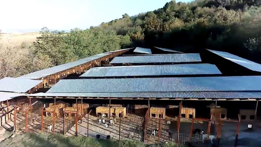 Padocul din Oravița, ocupat pe jumătate, în ciuda numărului mare de câini fără stăpân de pe străzi Padocul din Oravița, ocupat pe jumătate, în ciuda numărului mare de câini fără stăpân de pe străzi