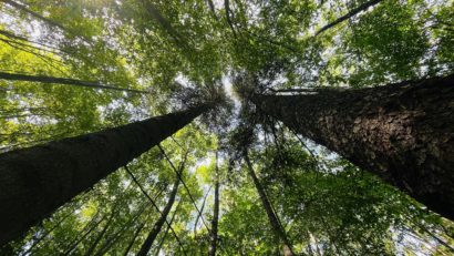 Mircea Fechet: Autoritățile în alertă. Pericol crescut de incendii de pădure în vestul și sud-vestul țării