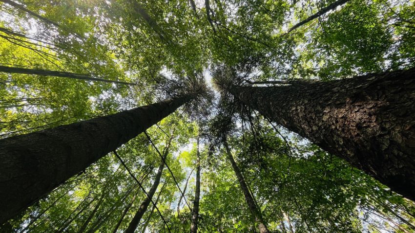 Mircea Fechet: Autoritățile sunt în alertă. Pericol crescut de incendii de pădure în vestul și sud-vestul țării Mircea Fechet: Autoritățile sunt în alertă. Pericol crescut de incendii de pădure în vestul și sud-vestul țării