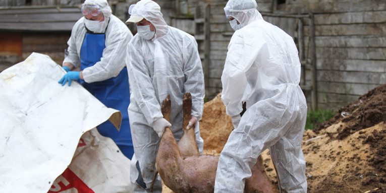 Măsuri stricte de dezinfectare și monitorizare în Berzovia pentru prevenirea răspândirii pestei porcine africane, după uciderea a 3.000 de porci